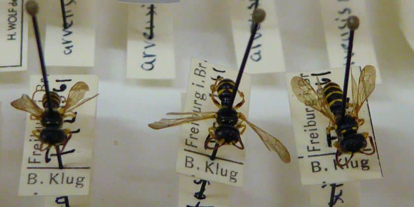 Drei von 3.300 Insekten der „Pater-Osmund-Sammlung“